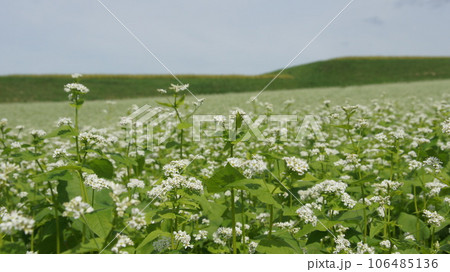 蕎麦の花 蕎麦の花 106485136