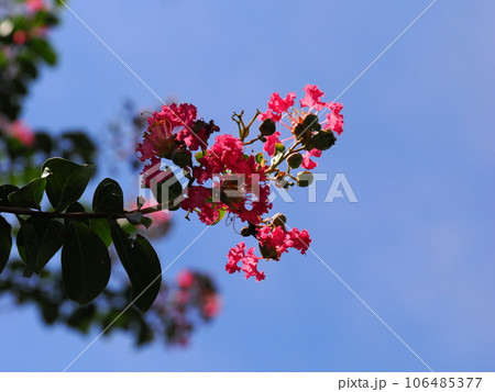 青空に映えるサルスベリの花 106485377