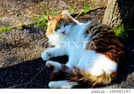 桜の遊歩道で人待ちしている毛長猫さん　おっとりのんびり日向ぼっこ 106485747