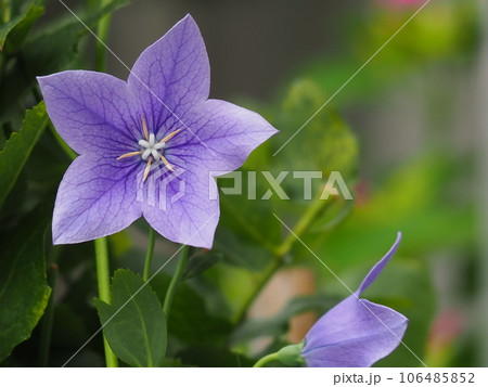 青紫の桔梗の花 106485852