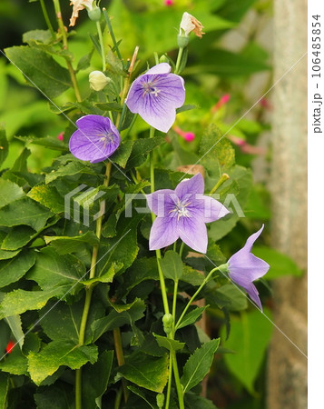 青紫の桔梗の花 青紫の桔梗の花 106485854