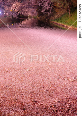 青森県弘前市下白銀町弘前公園　弘前城外濠さくらの花筏と満開のソメイヨシノ桜並木ライトアップ 106485899