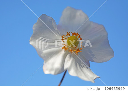 家の周りの草花 四季の色々 白く輝く 可憐な花びら 秋空に生える シュウメイギク 家の周りの草花 四季の色々 白く輝く 可憐な花びら 秋空に生える シュウメイギク 106485949