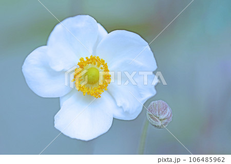 家の周りの草花 四季の色々 白く輝く 可憐な花びら 秋空に生える シュウメイギク 家の周りの草花 四季の色々 白く輝く 可憐な花びら 秋空に生える シュウメイギク 106485962