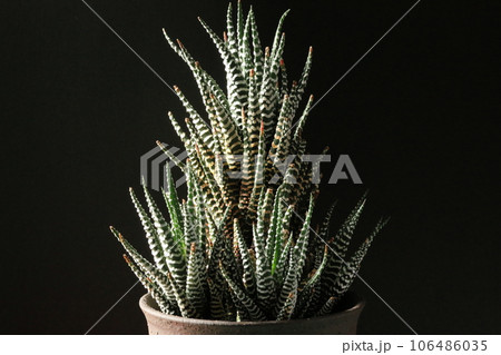 ハオルチア/十二の巻 ハオルチア/十二の巻 106486035