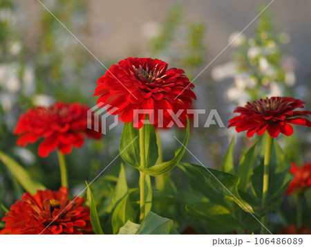 ジニア ジニア 106486089