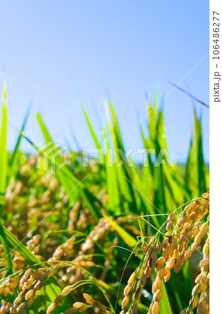 【大阪府】9月・青空の田園と稲穂に止まるバッタ 106486277