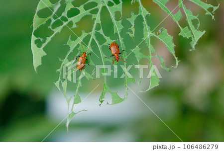 クズの葉を食べる2匹のオレンジ色のウリハムシ、虫食いの葉 106486279