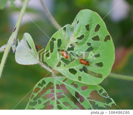 クズの葉を食べるオレンジ色のウリハムシ、虫食いの葉 106486280