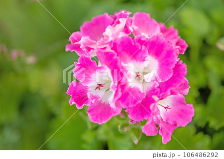 家の周りの草花　四季の色々　ピンクの可憐な花びら　花壇の彩り　ゼラニウム 106486292