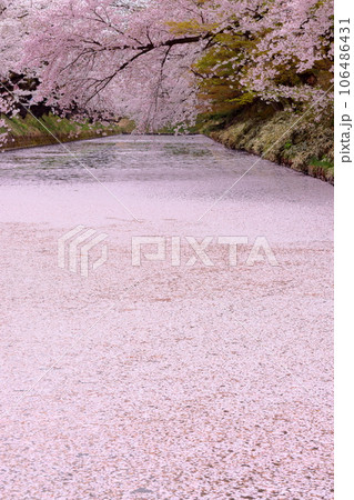 青森県弘前市下白銀町弘前公園 弘前城外濠さくらの花筏と満開のソメイヨシノ桜並木 青森県弘前市下白銀町弘前公園 弘前城外濠さくらの花筏と満開のソメイヨシノ桜並木 106486431