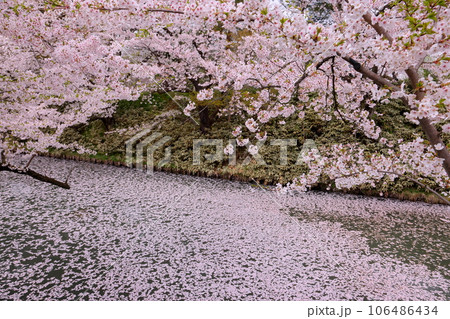 青森県弘前市下白銀町弘前公園 弘前城外濠さくらの花筏と満開のソメイヨシノ桜並木 青森県弘前市下白銀町弘前公園 弘前城外濠さくらの花筏と満開のソメイヨシノ桜並木 106486434