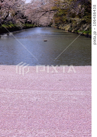 青森県弘前市下白銀町弘前公園　弘前城外濠さくらの花筏と満開のソメイヨシノ桜並木 106486438