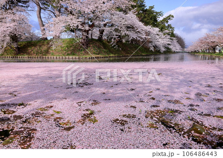青森県弘前市下白銀町弘前公園　弘前城外濠さくらの花筏と満開のソメイヨシノ桜並木 106486443