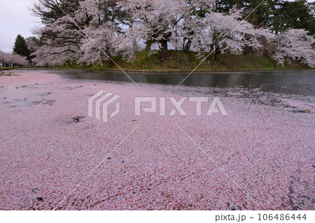 青森県弘前市下白銀町弘前公園　弘前城外濠さくらの花筏と満開のソメイヨシノ桜並木 106486444