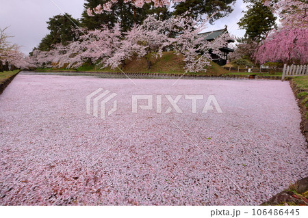 青森県弘前市下白銀町弘前公園 弘前城外濠さくらの花筏と満開のソメイヨシノ桜並木 青森県弘前市下白銀町弘前公園 弘前城外濠さくらの花筏と満開のソメイヨシノ桜並木 106486445