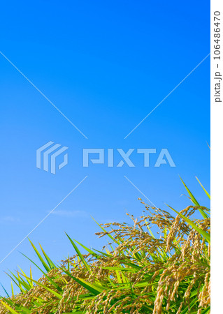 【大阪府】9月・青空の田園風景と稲穂 106486470