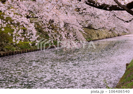 青森県弘前市下白銀町弘前公園　弘前城外濠さくらの花筏と満開のソメイヨシノ桜並木 106486540