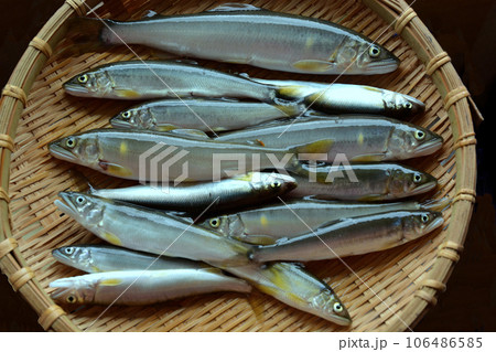 竹のザルに盛られた釣りたてのアユ 竹のザルに盛られた釣りたてのアユ 106486585