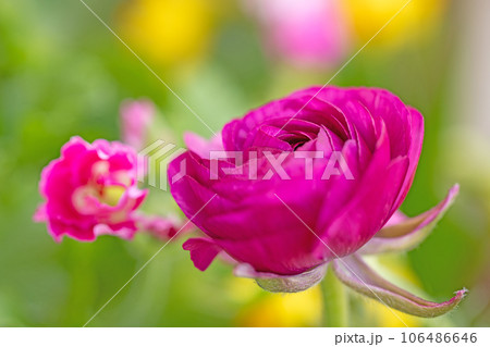 家の周りの草花　四季の色々　大輪の花びら　美しく輝く　花壇の彩り　ラナンキュラス 106486646