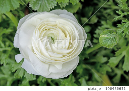 家の周りの草花　四季の色々　大輪の花びら　美しく輝く　花壇の彩り　ラナンキュラス 106486651
