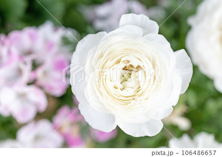 家の周りの草花 四季の色々 大輪の花びら 美しく輝く 花壇の彩り ラナンキュラス 家の周りの草花 四季の色々 大輪の花びら 美しく輝く 花壇の彩り ラナンキュラス 106486657