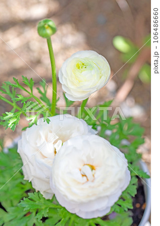 家の周りの草花　四季の色々　大輪の花びら　美しく輝く　花壇の彩り　ラナンキュラス 106486660