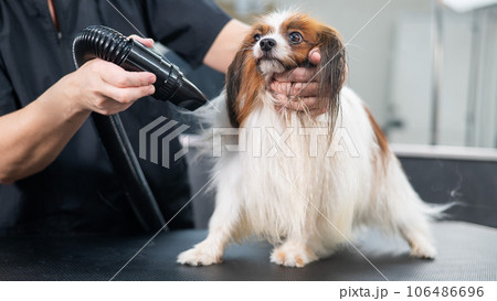 Caucasian woman dries the dog. Papillon Continental Spaniel in the grooming salon. Caucasian woman dries the dog. Papillon Continental Spaniel in the grooming salon. 106486696