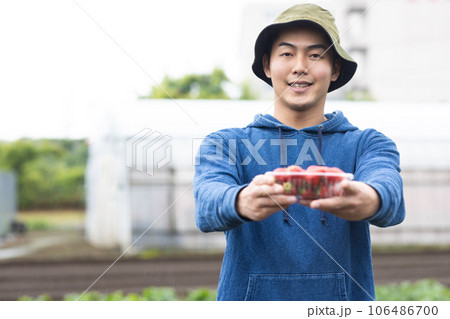 いちごを育てる若い男性 106486700