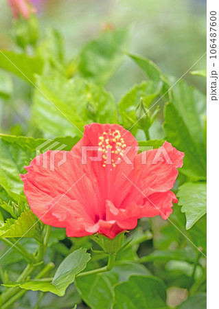 家の周りの草花　四季の色々　真夏の太陽　大輪の花びら　ハイビスカス 106487600