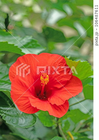 家の周りの草花 四季の色々 真夏の太陽 大輪の花びら ハイビスカス 家の周りの草花 四季の色々 真夏の太陽 大輪の花びら ハイビスカス 106487611