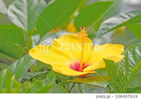 家の周りの草花 四季の色々 真夏の太陽 大輪の花びら ハイビスカス 家の周りの草花 四季の色々 真夏の太陽 大輪の花びら ハイビスカス 106487619