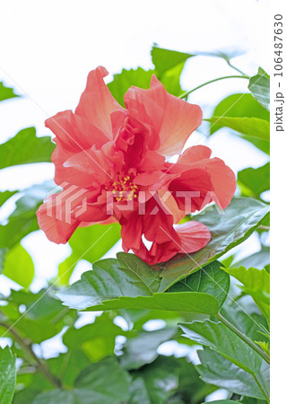 家の周りの草花　四季の色々　真夏の太陽　大輪の花びら　ハイビスカス 106487630