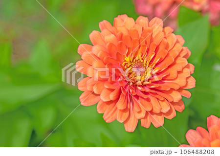 家の周りの草花　四季の色々　真夏に輝く　大輪の花びら　花壇の彩り　百日草 106488208