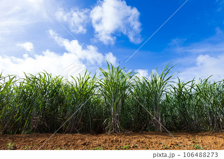 沖縄のさとうきび畑 106488273
