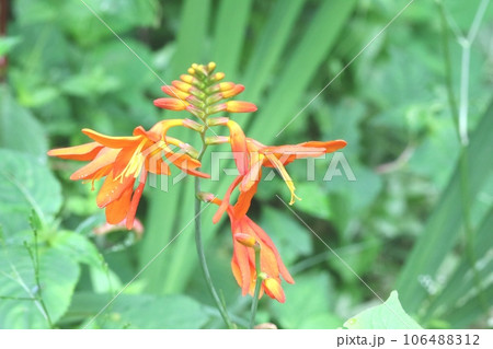 暑くなって花弁が大きくなったヒメヒオウギズイセン(姫檜扇水仙) 暑くなって花弁が大きくなったヒメヒオウギズイセン(姫檜扇水仙) 106488312