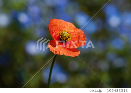 オレンジ色のポピーの花 106488318