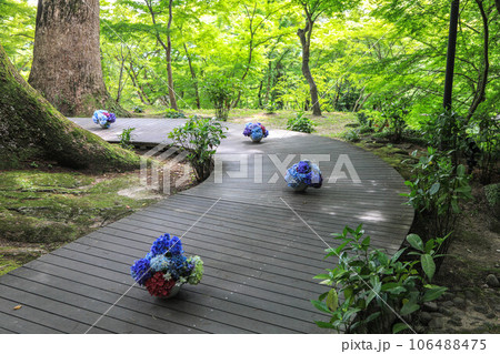 竈門神社の紫陽花飾り 106488475
