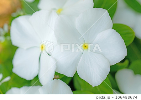家の周りの草花　四季の色々　花壇の彩り　美しい可憐な花びら　日日草 106488674