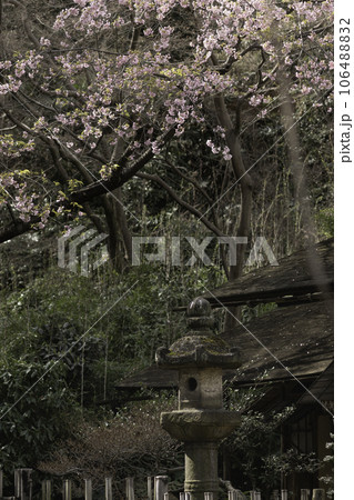 三渓園の燈籠と桜 106488832