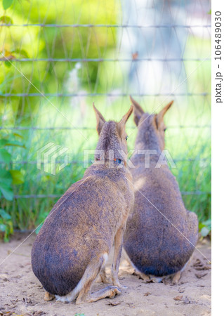 マザー牧場のマーラ 106489030