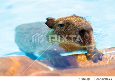 マザー牧場のカピバラ 106489033
