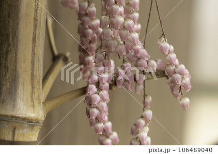 ピンクの花が可愛い 106489040