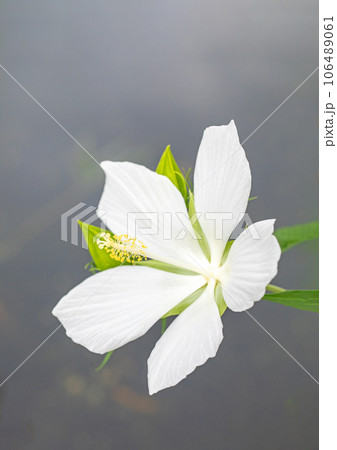 家の周りの草花　四季の色々　真夏に輝く大輪の花びら　庭を彩どるフヨウの花 106489061
