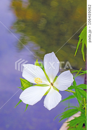 家の周りの草花 四季の色々 真夏に輝く大輪の花びら 庭を彩どるフヨウの花 家の周りの草花 四季の色々 真夏に輝く大輪の花びら 庭を彩どるフヨウの花 106489062