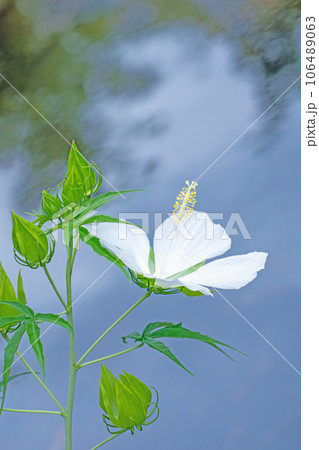 家の周りの草花 四季の色々 真夏に輝く大輪の花びら 庭を彩どるフヨウの花 家の周りの草花 四季の色々 真夏に輝く大輪の花びら 庭を彩どるフヨウの花 106489063