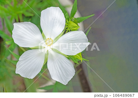 家の周りの草花　四季の色々　真夏に輝く大輪の花びら　庭を彩どるフヨウの花 106489067