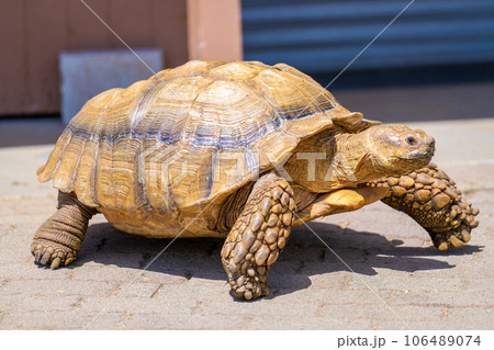 マザー牧場のリクガメ マザー牧場のリクガメ 106489074