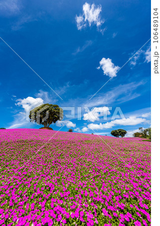 マザー牧場の「桃色吐息」 マザー牧場の「桃色吐息」 106489104