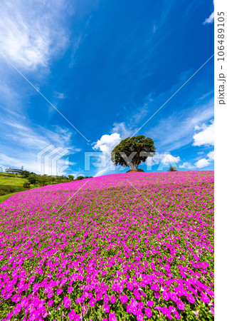 マザー牧場の「桃色吐息」 106489105